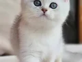 Siyahla beyazın uyumu ns24 british shorthair