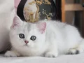Siyahla beyazın uyumu ns24 british shorthair