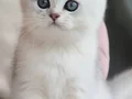 Siyahla beyazın uyumu ns24 british shorthair