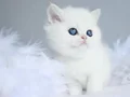 Kartopu ns1133 british shorthair