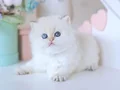 Köpük silver british longhair
