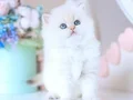 Köpük silver british longhair