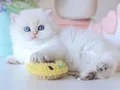 Köpük silver british longhair
