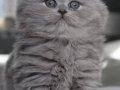 İpek kürk gri british longhair