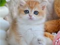 Güzellik timsali ny12 Golden british shorthair