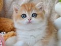 Güzellik timsali ny12 Golden british shorthair