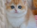 Güzellik timsali ny12 Golden british shorthair