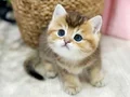 Minnak blackgolden british shorthair