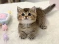 Minnak blackgolden british shorthair
