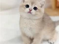 Sevimli bakışlarıyla AY Golden british shorthair