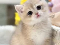 Sevimli bakışlarıyla AY Golden british shorthair