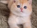 Altın postlu ny12 Golden british shorthair