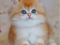 Altın Yumağımız NY12 Golden British Longhair