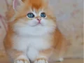Altın Yumağımız NY12 Golden British Longhair
