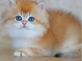 Altın Yumağımız NY12 Golden British Longhair