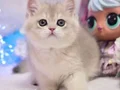Emsalsiz Blue Golden British Shorthair