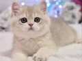 Emsalsiz Blue Golden British Shorthair