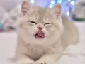 Emsalsiz Blue Golden British Shorthair