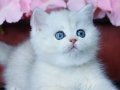 Masmavi Gözlü Ns1133 British Shorthair