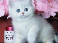 Masmavi Gözlü Ns1133 British Shorthair