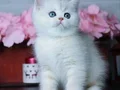 Masmavi Gözlü Ns1133 British Shorthair