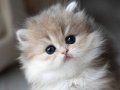Pofuduk AY Golden British Longhair