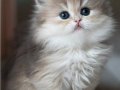 Pofuduk AY Golden British Longhair