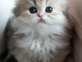 Pofuduk AY Golden British Longhair