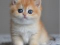 Efsane Golden Ny12 British Shorthair