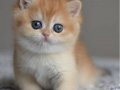 Efsane Golden Ny12 British Shorthair