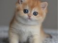 Efsane Golden Ny12 British Shorthair