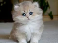 Gösterişli AY Golden British Longhair