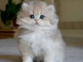 Gösterişli AY Golden British Longhair