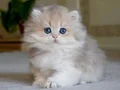Gösterişli AY Golden British Longhair