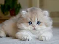 Gösterişli AY Golden British Longhair