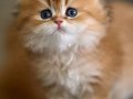 Eşi Bulunmayan NY12 Golden British Longhair