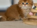 Eşi Bulunmayan NY12 Golden British Longhair