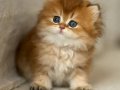 Eşi Bulunmayan NY12 Golden British Longhair