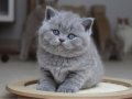 Kül Rengi Gri British Shorthair