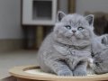 Kül Rengi Gri British Shorthair