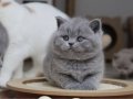 Kül Rengi Gri British Shorthair