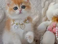 Dünya Güzeli NY12 Golden British Shorthair