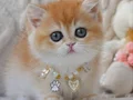Dünya Güzeli NY12 Golden British Shorthair
