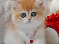 Dünya Güzeli NY12 Golden British Shorthair