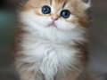 Alımlı Golden NY12 British Longhair