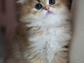 Alımlı Golden NY12 British Longhair