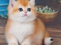 En Uysal NY12 Golden British Shorthair