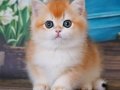 En Uysal NY12 Golden British Shorthair