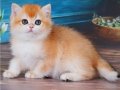 En Uysal NY12 Golden British Shorthair