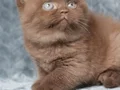 Yuvarlak Kafa Chocolate British Shorthair